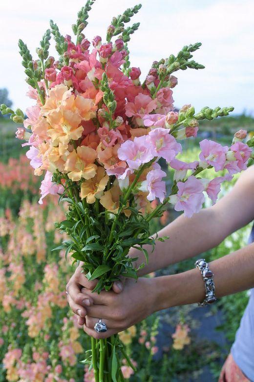 Whispers of Springtime Serenade Bouquet
